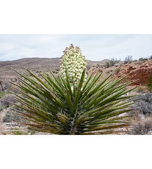 Yucca Schidigera - A Golden Yacca szíve